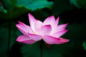 Lotus Flower